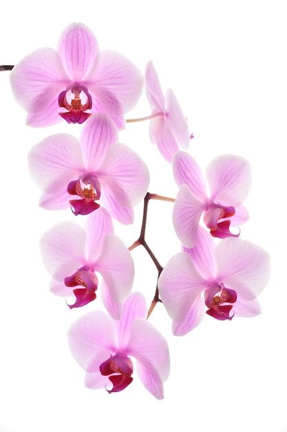 Premium Photo | Pink orchid