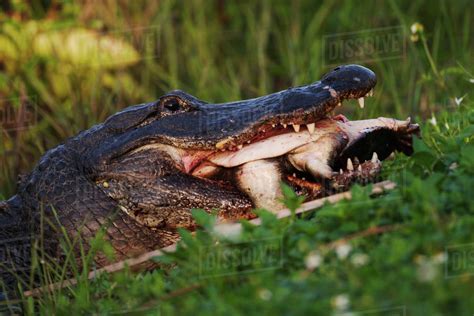 American Alligator eating soft shelled turtle, Alligator ...