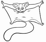 Sugar Glider On A Branch Coloring Page  Free Printable Pages sketch template