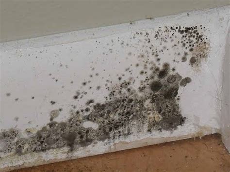 The Most Common Types of Mold Found in Homes | Texas Mold Removals