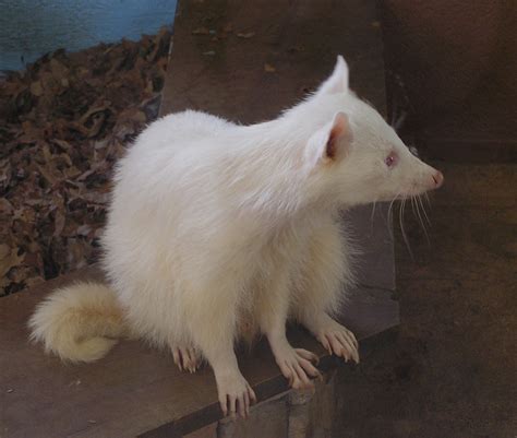 A Kid's Photo - Photo of an Albino Raccoon