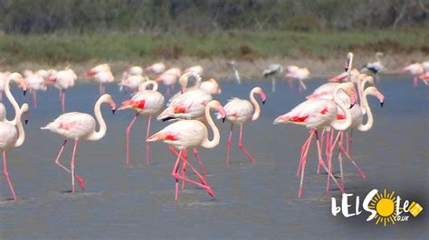 Flamingos on Cyprus, when and where to see the flamingos? - BelSole