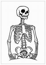 Skeleton Coloring Pages  Fun Anatomy Learning & Creative Expression sketch template