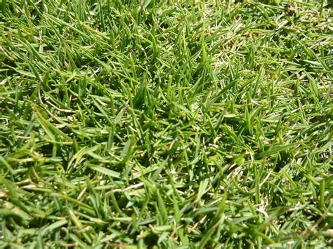 Zoysia Grass Seed – What to Know Before You Sow a New Zoysia Lawn