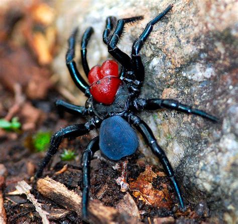 10 Most Dangerous Spiders in Australia | Rotary Club of Kenwick