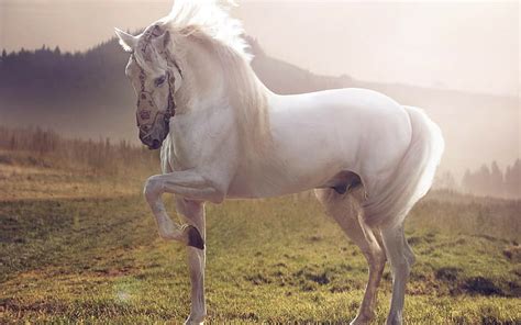 HD wallpaper: White Stallion, white horse, best | Wallpaper Flare