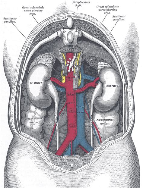 Renal vein - wikidoc