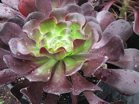 Succulent rosettes 8 plants