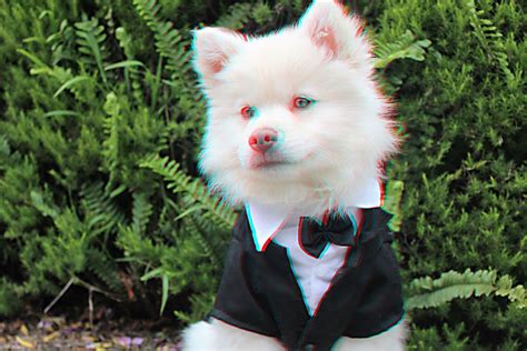 3D - Dog in Tux: You will need a pair of anaglyph glasses to view it in ...