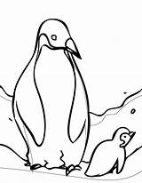 Free Printable Penguin Coloring Pages For Kids sketch template