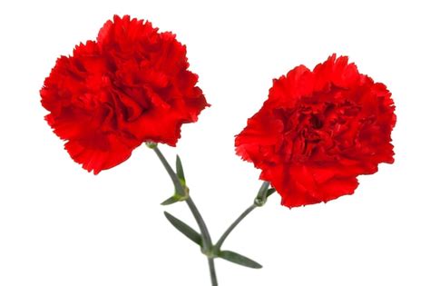 Premium Photo | Two red carnations