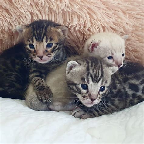 Bengal Kittens