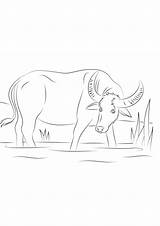Coloring Pages  Water Buffalo Page For Kids sketch template