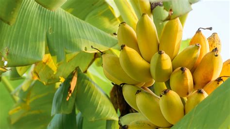 Banana Tree: Everything You Should Know Before Planting