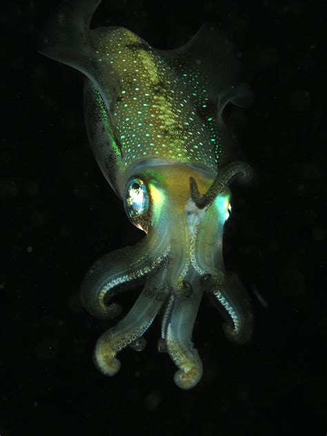 Cephalopod - Wikipedia