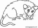 Opossum Coloring Pages Printable For Free Download sketch template