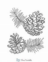 Coloring Page Pine Cones sketch template