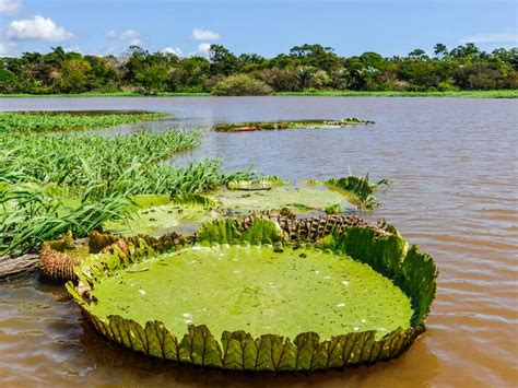 Visiting the Amazon Rainforest in Brazil | On The Go Tours