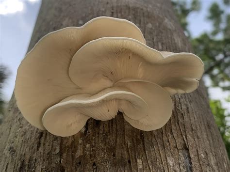 Edible oyster mushroom? Florida dead palm tree : mycology