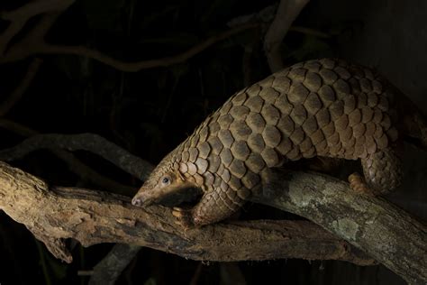 Why We Should All Have Pangolin Love — Save Pangolins