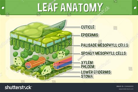 Internal Structure Leaf Diagram Illustration Stock Vector (Royalty Free ...