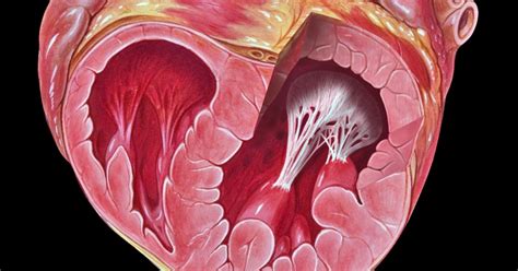 Papillary Muscle – Overview Of Its Anatomy And Functions