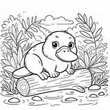 Platypus Coloring Pages 31  Gem sketch template