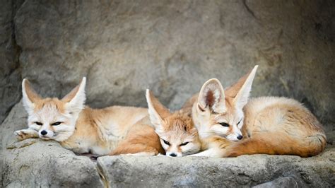 Que mange un fennec ? L'alimentation du petit renard du désert | Ouille