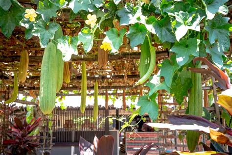 How to Plant Loofah(Luffa) Sponge in Your Garden