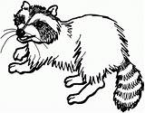 Free Raccoon Coloring Pages 185971 Racoon Page  Home sketch template