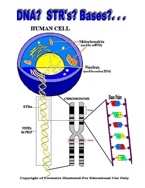 Dna poster