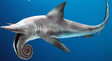 Helicoprion fossil shark reconstruction (Permian) 1 | Flickr