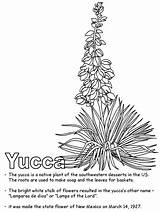Yucca Flower coloring Page  Pages Coloring sketch template