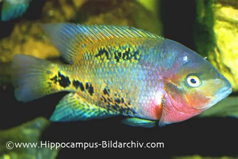 Vieja synspila (Redhead Cichlid) — Seriously Fish