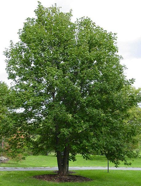 Sycamore Maple - Acer pseudo-platanus