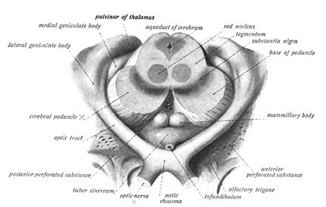 Sobotta 1909 fig.649 - Optic tract and optic chiasm with brain ...