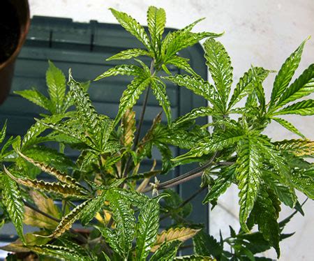 How to Get Rid of Broad Mites or Russet Mites on Cannabis | Grow Weed Easy