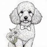 18 Best Poodle Coloring Pages Free Printable PDFs sketch template