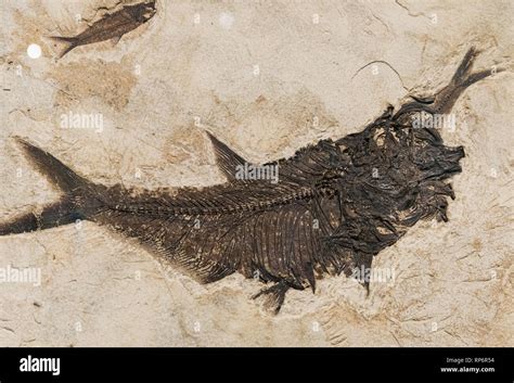 Fossil fish eating hi-res stock photography and images - Alamy