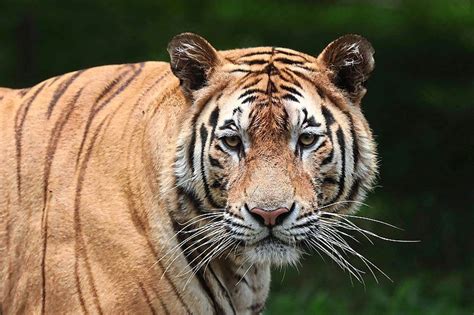 Bangladesh begins tiger census | The Star