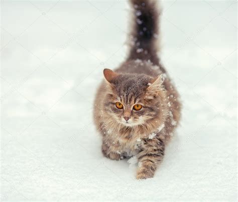 Rolig katt i snö — Stockfotografi © vvvita #63543365