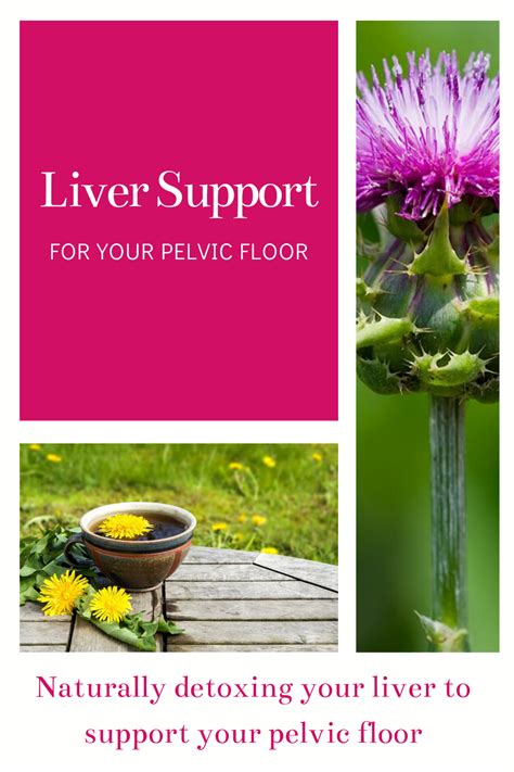 Detoxing your liver to support your pelvic floor — sarah smith | Pelvic floor, Pelvic organ ...