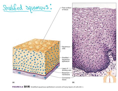 Stratified Squamous Epithelium Layers