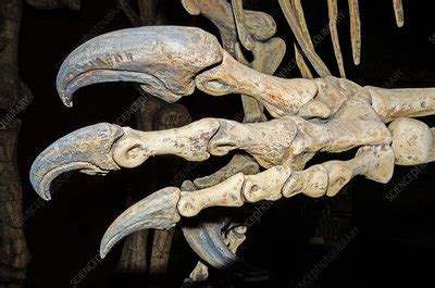 Saurophaganax Dinosaur Claw Fossil - Stock Image - C028/5334 - Science ...