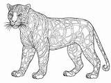 Intricate Panther Coloring Activity  Page sketch template