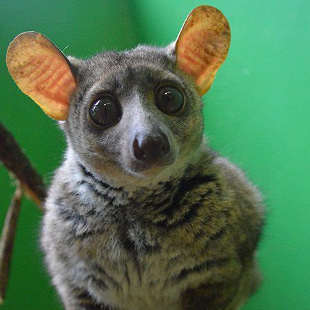 Galago