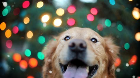 3840x2160 Golden Retriever 4k HD 4k Wallpapers, Images, Backgrounds ...