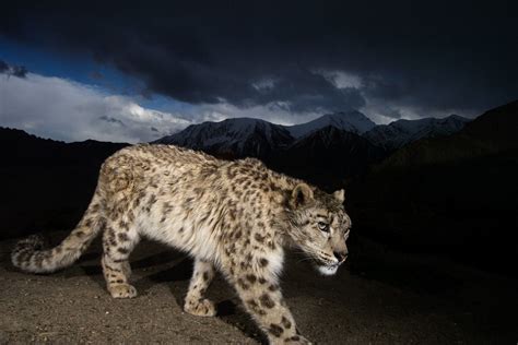 Snow Leopard Of Afghanistan Photos - Snow Leopard Of Afghanistan ...