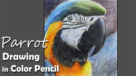 How to Draw A Realistic Parrot Face in Colored Pencil - YouTube