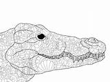 Crocodile Head Coloring Antistress Drawings Black Lines And White  sketch template